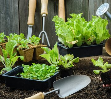 قالب وردپرس باغبانی و گل و گیاه 53