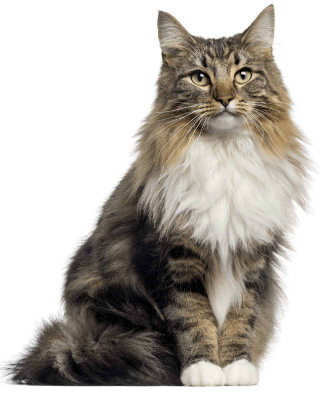 Cat transparent Cat transparent