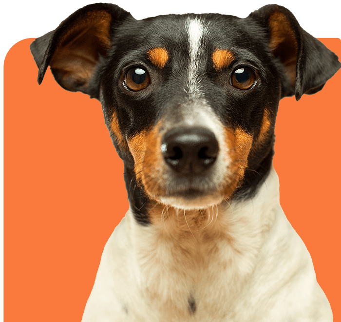 dog-1
