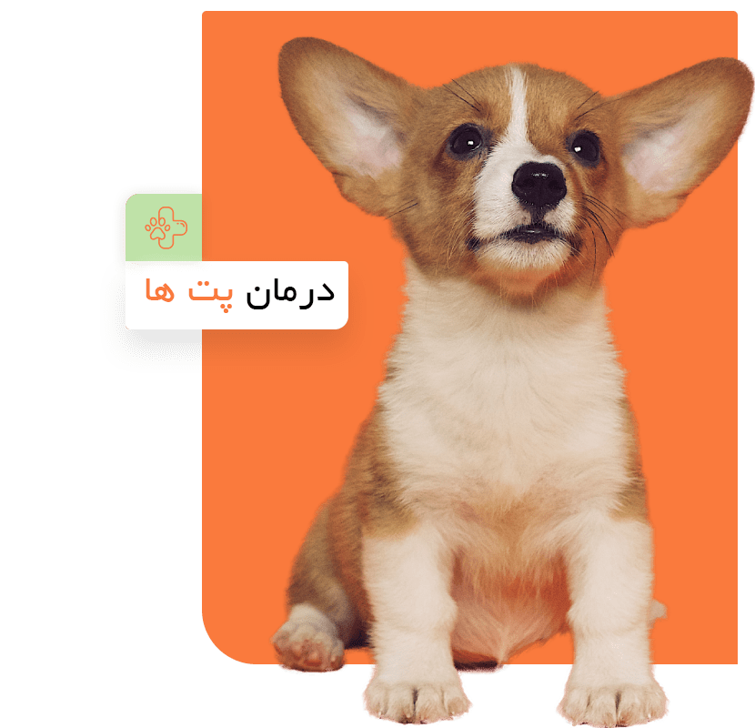 dog-care222