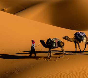 قالب وردپرس آژانس مسافرتی و تور 71